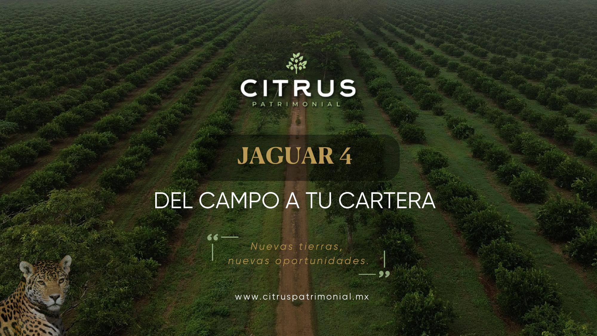 Jaguar 4, Citrus Patrimonial - Del campo a tu cartera