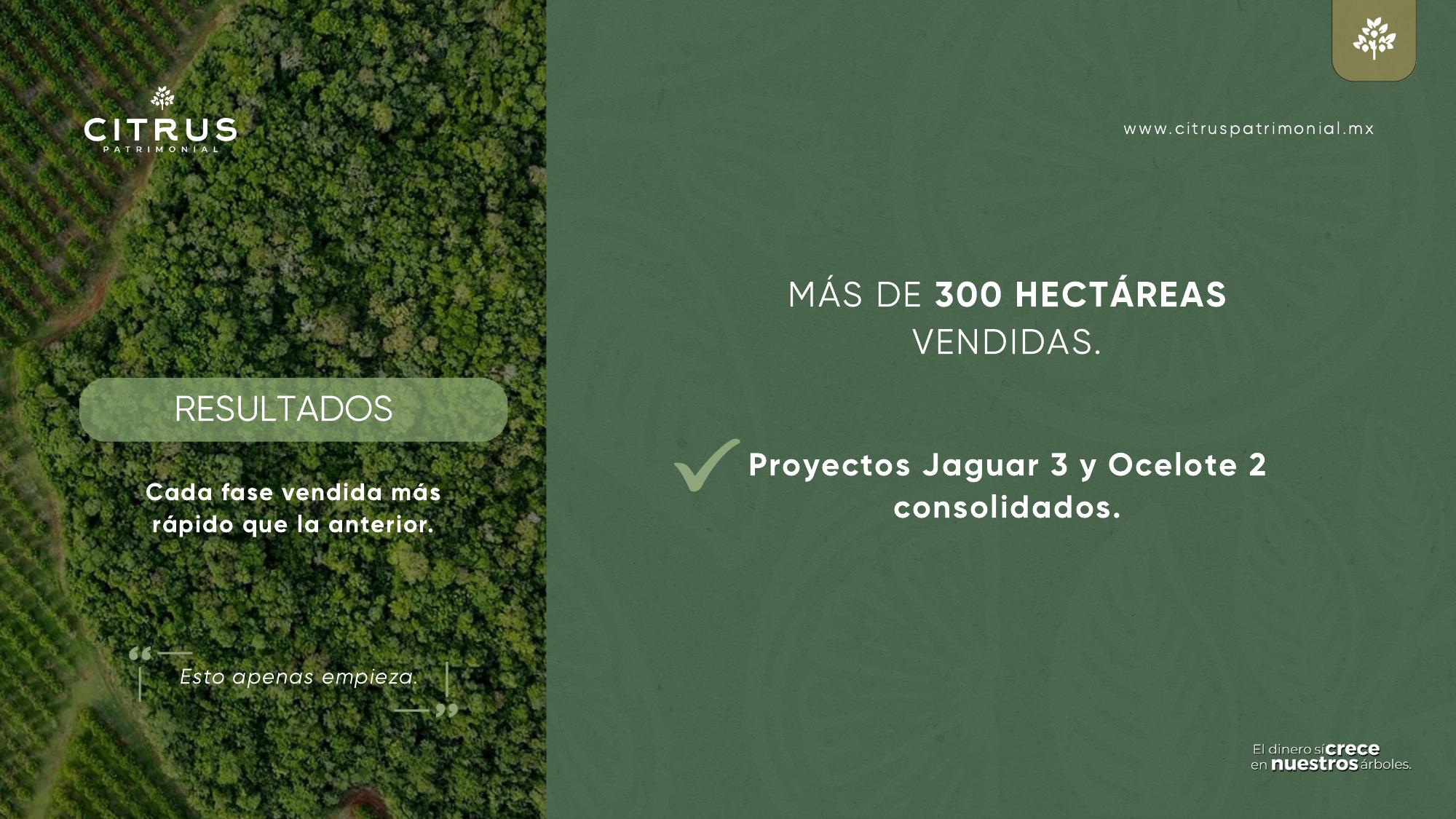 Vista aérea de plantación de limón persa, Citrus Patrimonial