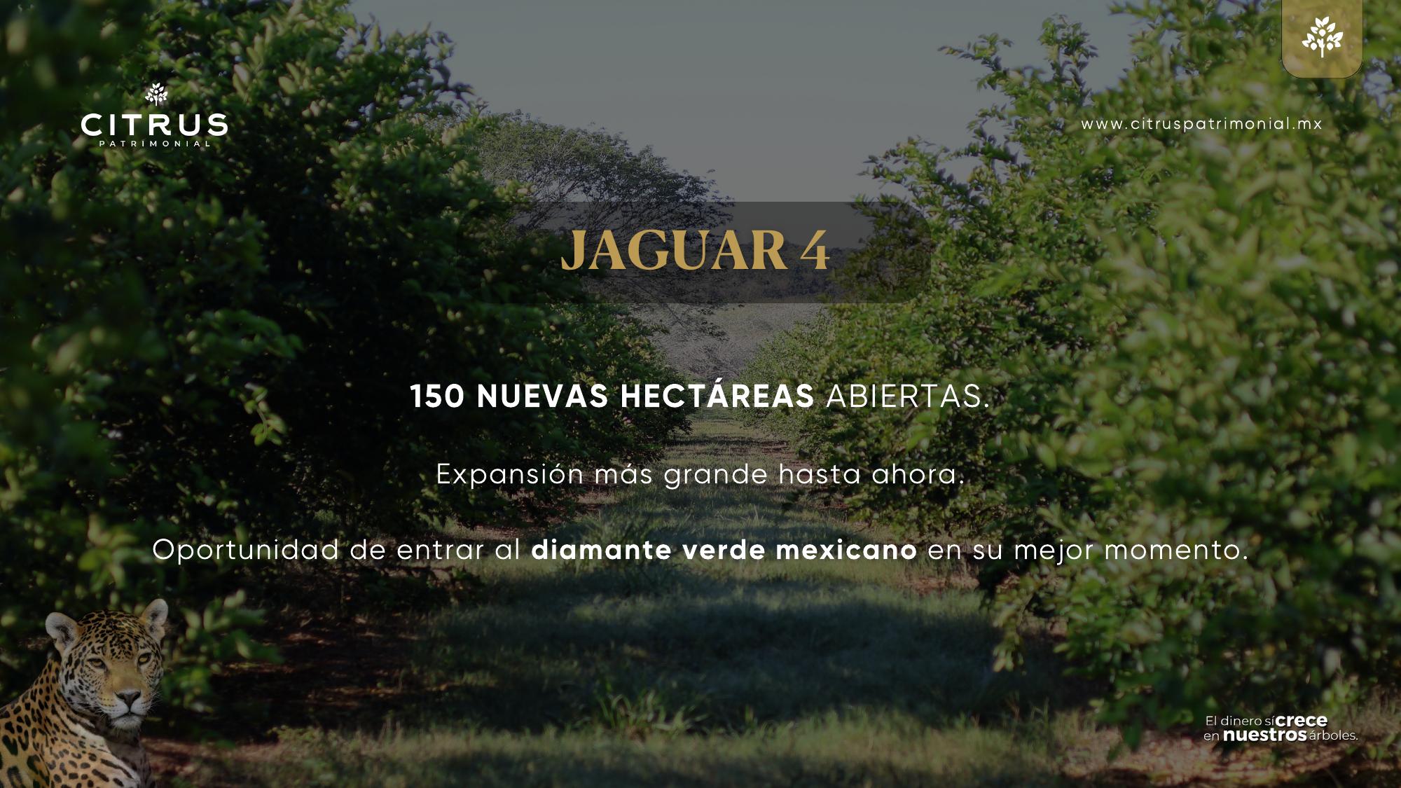 Jaguar 4, 150 nuevas hectáreas, Citrus Patrimonial